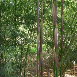 Bambu Phyllostachys decora